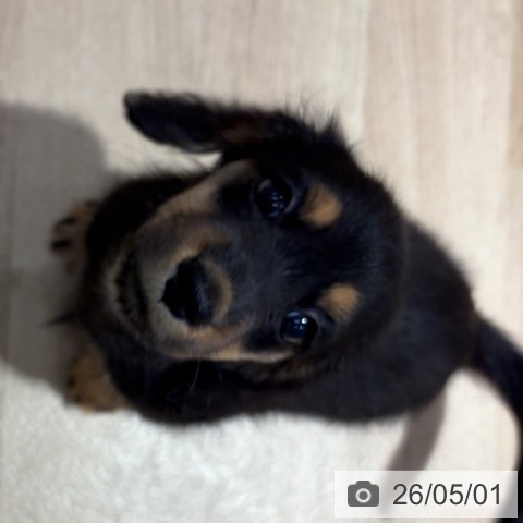 ミニチュア・ダックスフンドの写真