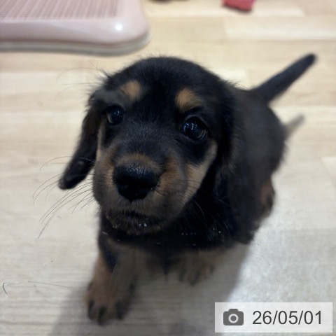 ミニチュア・ダックスフンドの写真