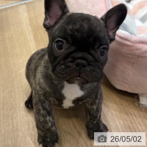 フレンチ・ブルドッグの写真