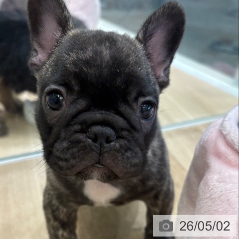 フレンチ・ブルドッグの写真