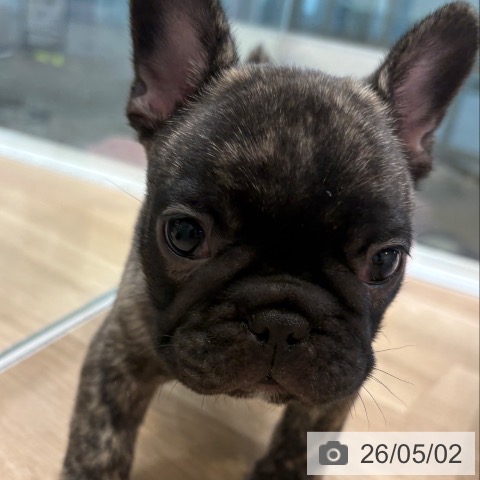 フレンチ・ブルドッグの写真