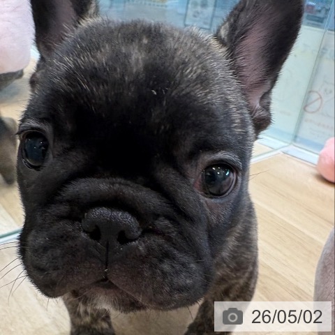 フレンチ・ブルドッグの写真