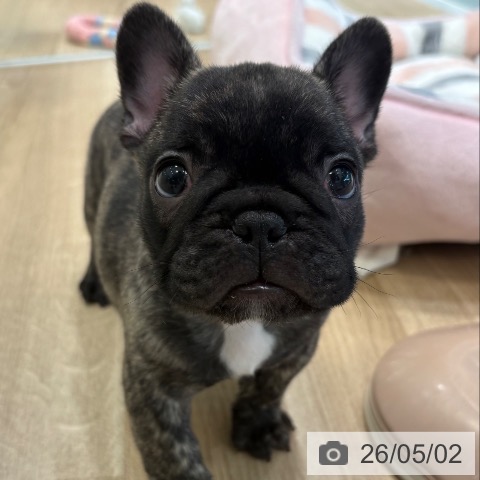 フレンチ・ブルドッグの写真