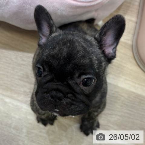 フレンチ・ブルドッグの写真