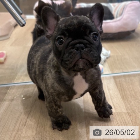 フレンチ・ブルドッグの写真
