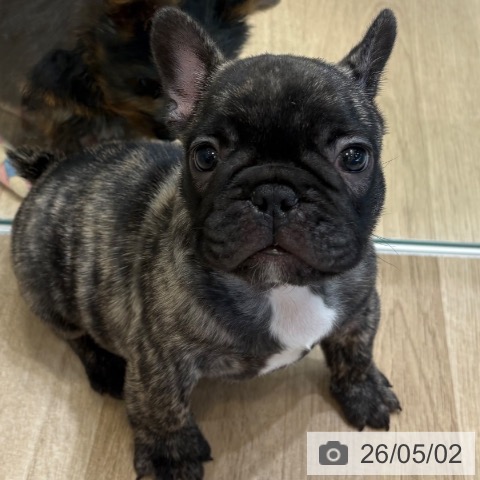フレンチ・ブルドッグの写真