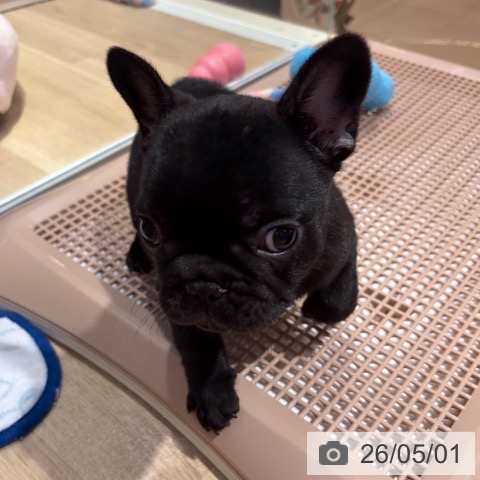 フレンチ・ブルドッグの写真