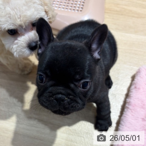 フレンチ・ブルドッグの写真