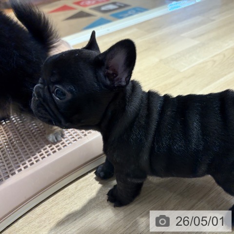 フレンチ・ブルドッグの写真