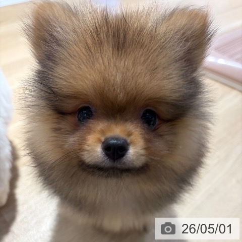 ポメラニアンの写真