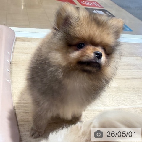 ポメラニアンの写真