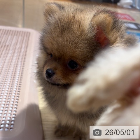 ポメラニアンの写真