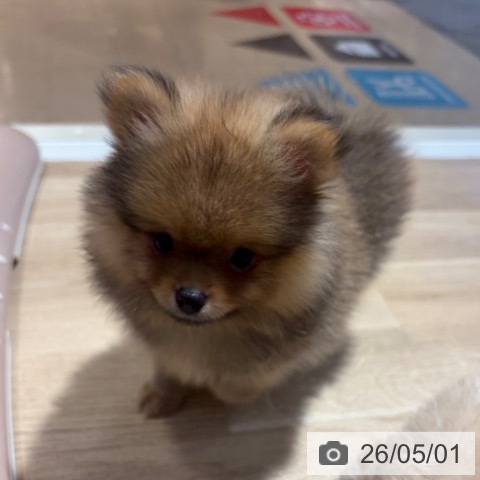 ポメラニアンの写真