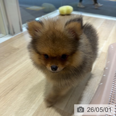 ポメラニアンの写真