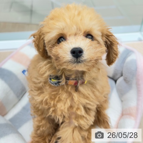京都府のトイプードル(トイ) (ペットプラス 京都桂川店/2026年3月1日生まれ/男の子/オレンジフォーン)の子犬の4枚目の画像