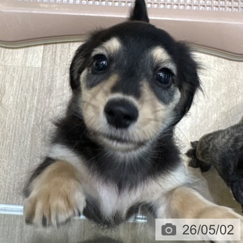 ミニチュア・ダックスフンドの写真