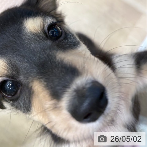 ミニチュア・ダックスフンドの写真