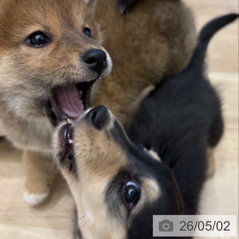 ミニチュア・ダックスフンドの写真