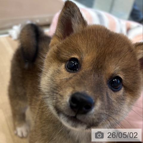 柴の写真
