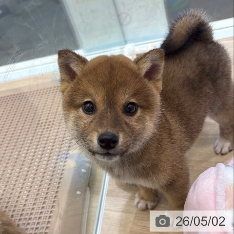 柴の写真