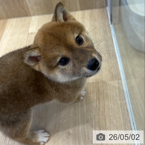 柴の写真