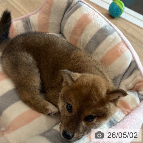 柴の写真