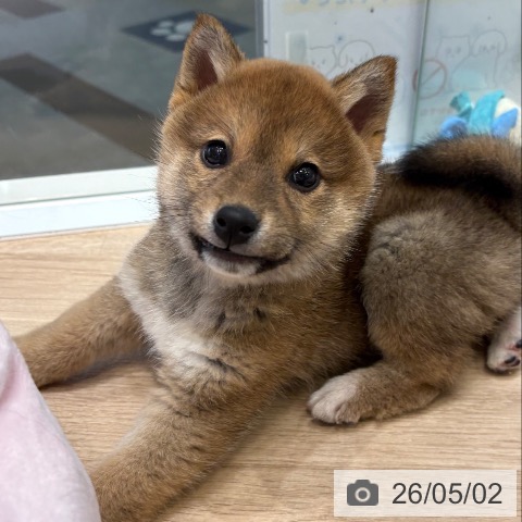 柴の写真