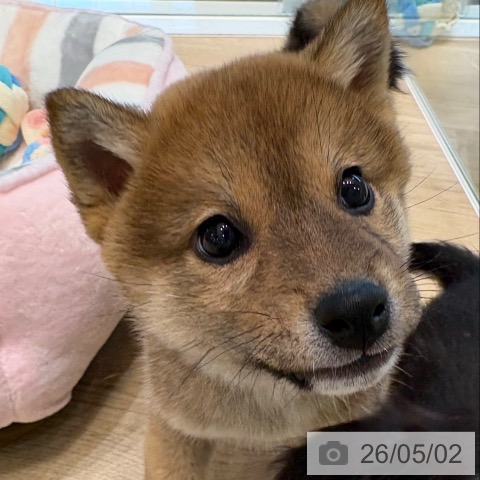 柴の写真