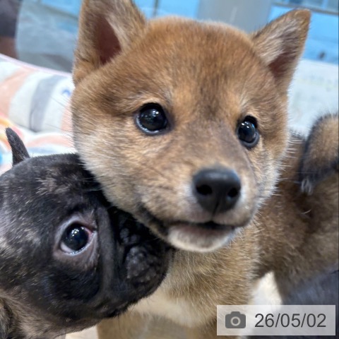 柴の写真