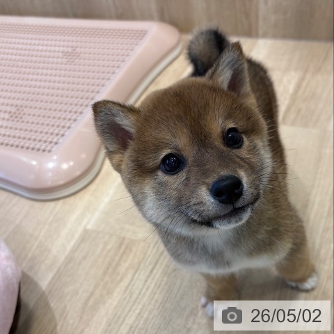 柴の写真