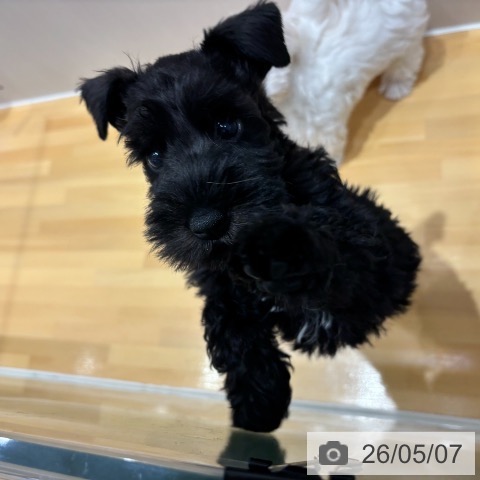 ミニチュア・シュナウザーの写真
