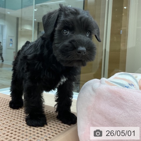 大阪府のミニチュアシュナウザー (ペットプラス ららぽーと和泉店/2026年3月2日生まれ/男の子/ブラック)の子犬の3枚目の画像