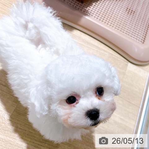 大阪府のビションフリーゼ (ペットプラス イオン大日店/2026年2月26日生まれ/女の子/ホワイト)の子犬の3枚目の画像
