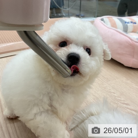 ビション・フリーゼの写真