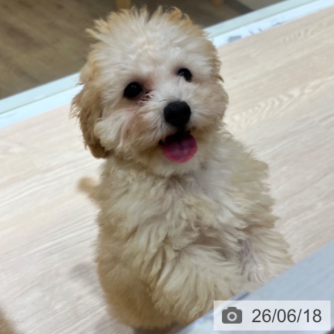 大阪府のトイプードル(トイ) (ペットプラス 堺鉄砲町店/2026年2月19日生まれ/男の子/アプリコット)の子犬の4枚目の画像