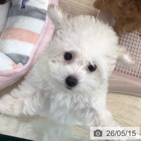 大阪府のトイプードル(トイ) (ペットプラス りんくう泉南店/2026年3月4日生まれ/女の子/ホワイト)の子犬の4枚目の画像