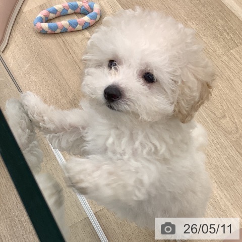 大阪府のトイプードル(トイ) (ペットプラス りんくう泉南店/2026年3月4日生まれ/女の子/ホワイト)の子犬の3枚目の画像