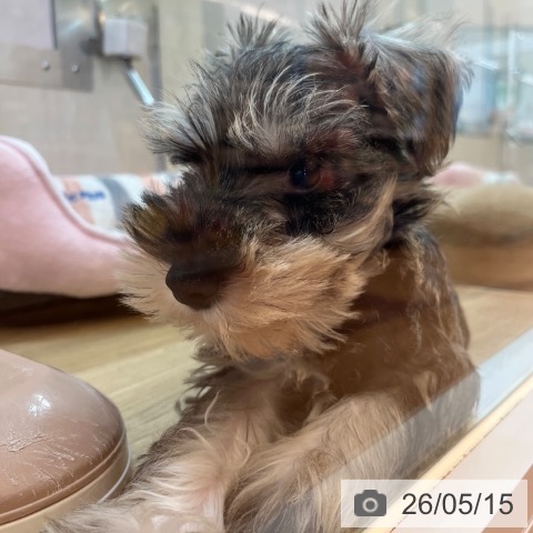 兵庫県のミニチュアシュナウザー (ペットプラス 姫路大津店/2026年3月2日生まれ/男の子/ソルトペッパー)の子犬の4枚目の画像