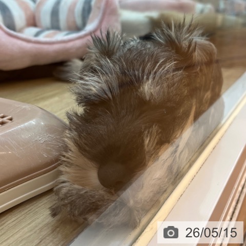 兵庫県のミニチュアシュナウザー (ペットプラス 姫路大津店/2026年3月2日生まれ/男の子/ソルトペッパー)の子犬の3枚目の画像