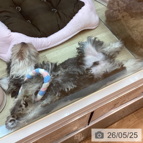 兵庫県のミニチュアシュナウザー (ペットプラス 姫路大津店/2026年3月2日生まれ/男の子/ソルトペッパー)の子犬の3枚目の画像