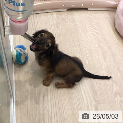 ミニチュア・ダックスフンドの写真