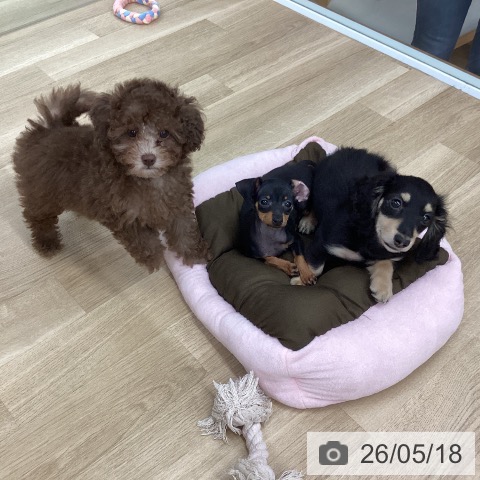 新潟県のトイプードル(トイ) (ペットプラス 新潟南店/2026年3月1日生まれ/女の子/ブラウン)の子犬の3枚目の画像