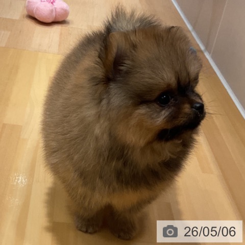 ポメラニアンの写真