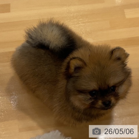 ポメラニアンの写真