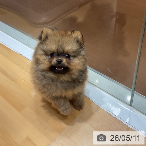 奈良県のポメラニアン (ペットプラス 大和郡山店/2026年3月1日生まれ/女の子/オレンジ)の子犬の3枚目の画像