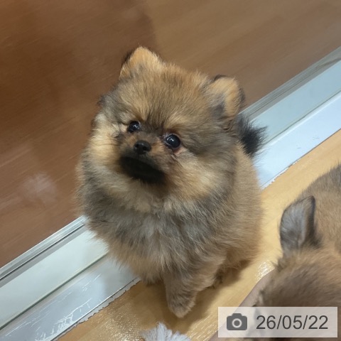 奈良県のポメラニアン (ペットプラス 大和郡山店/2026年3月1日生まれ/女の子/オレンジ)の子犬の3枚目の画像