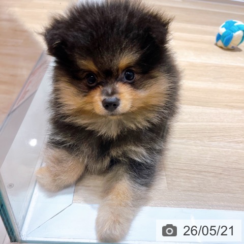 大阪府のポメラニアン (ペットプラス イオン大日店/2026年3月4日生まれ/男の子/ブラックタン)の子犬の4枚目の画像