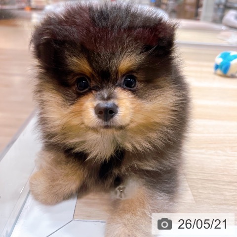 大阪府のポメラニアン (ペットプラス イオン大日店/2026年3月4日生まれ/男の子/ブラックタン)の子犬の3枚目の画像