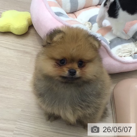 大阪府のポメラニアン (ペットプラス ららぽーと和泉店/2026年3月3日生まれ/男の子/オレンジ)の子犬の4枚目の画像