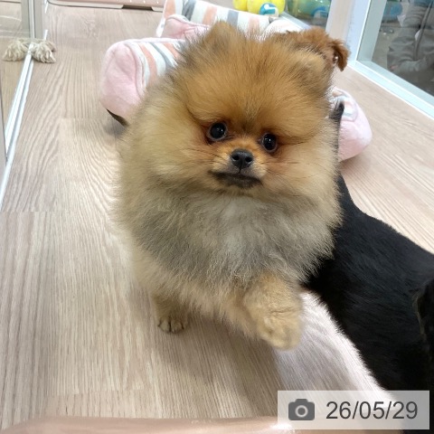 ポメラニアンの写真